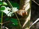 Robin - Rudzik